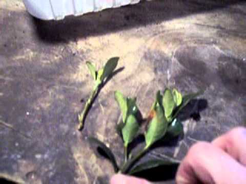how to fertilize dwarf gardenias