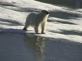 Itching Icebear