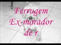Animais de rua - contra o abandono Animais de rua - contra o abandono