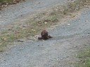 Bear Sh**