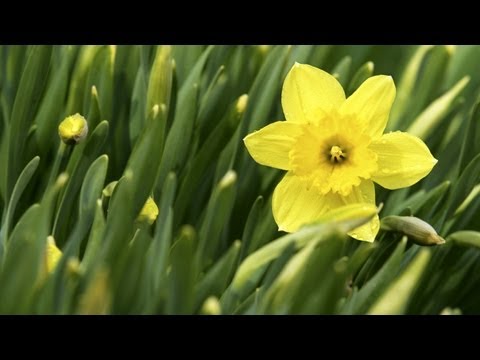 how to replant daffodil bulbs
