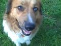 Dog Movies