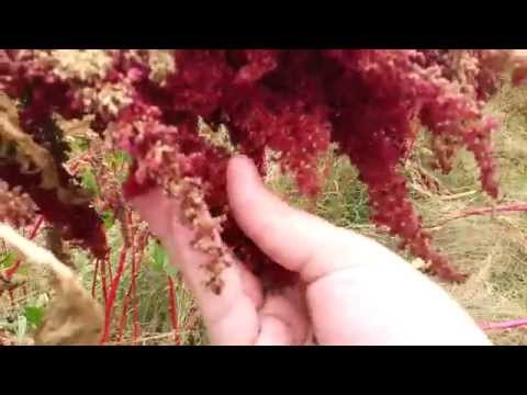 how to harvest amaranth