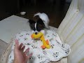 アクアと新しいおもちゃ♪