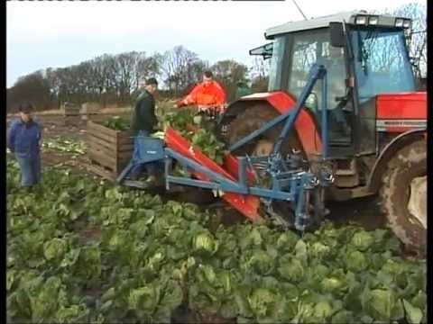 how to harvest napa cabbage