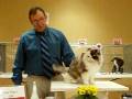 videos de Café Mocha Valencia being awarded 2nd Best Allbreed Household Pet by TICA judge Fate Mays