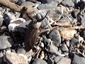 Giant Water Bug