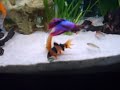 Tropical Fish like Algae Wafers..