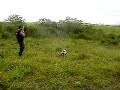 dona _ trabalho em cima d uma Codorna