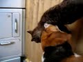 our dog nibbles our cats fleas & the cat LOVES it! our dog nibbles our cats fleas & the cat LOVES it!