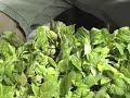 Asexual Propagation a/k/a Cloning