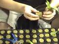 Asexual Propagation a/k/a Cloning