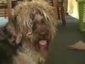 Get a haircut and get a real dog