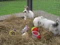 Watch the Rabbit Exercise Video