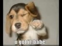 loldogs forever loldogs forever