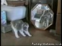 Funny Cats Video Funny Cats Video