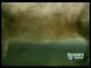 Animal Face Off - Hippopotamus vs Shark Animal Face Off - Hippopotamus vs Shark