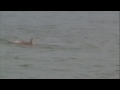 Bottlenose Dolphin Encounter on Monterey Bay 8-8-09