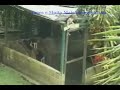 Spiderdog (c�o aranha)