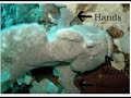 Mysterious Animal found in Coron Philippines
