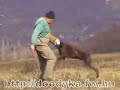 Dobermann, protection, Schutzhund, IPO training Topi 2008.02