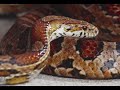 peggy arbon reviews the film 'snakes on a plane'