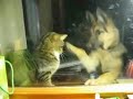 Кошка против Собаки