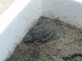 tortuga