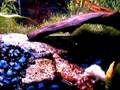 bull frog eats huck finn the rat.