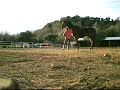 retraining ex race horse GELANOR PART 1 retraining ex race horse GELANOR PART 1