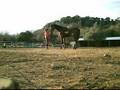 retraining ex race horse GELANOR PART 1