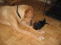 The dog and yakety sax rumble rumble bla bla yowzer The dog and yakety sax rumble rumble bla bla yowzer
