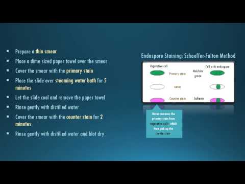 how to perform endospore stain