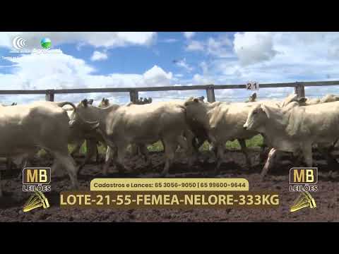 543� LEIL�O VIRTUAL MB LEIL�ES