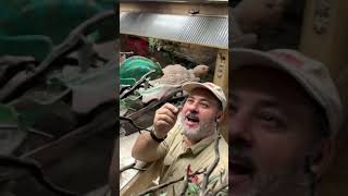 Roaches taste funny to me 🤢 but to a chameleon they’re a treat 🪳 #shorts #reptile #lizard #a by Prehistoric Pets TV