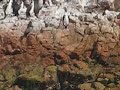 penguins