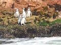 penguins