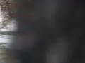 penguins