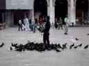 Man playing with pidgeons in the Piazetta in Venice