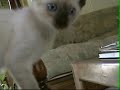 Crazy Kittens Crazy Kittens