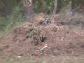 Pine Tree of Death