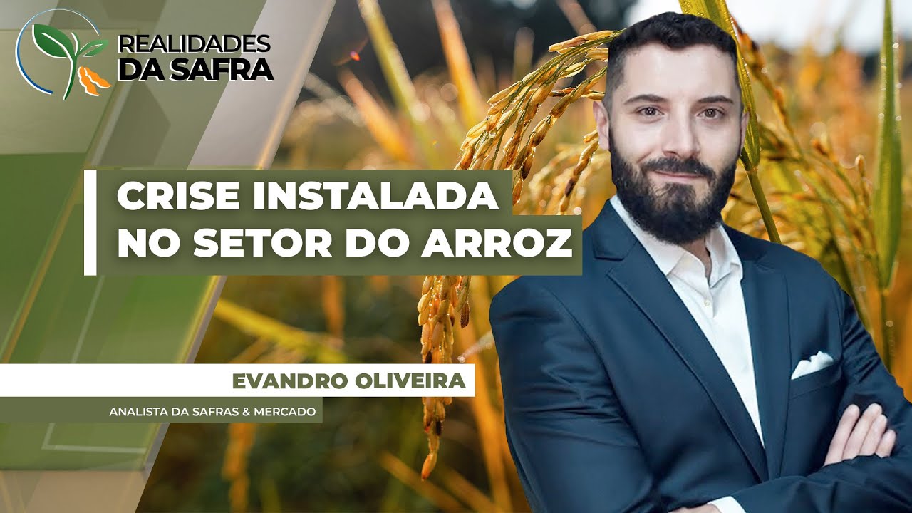 Arroz vive setor de transição no Brasil e área de produção no RS pode se consolidar abaixo...