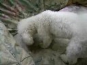Snow the Bichon Frise doing tricks for treats!