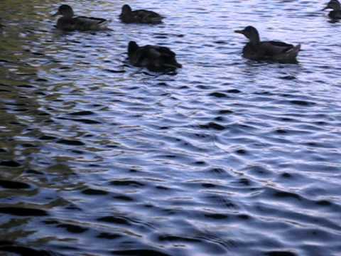 *Ducks*