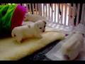 Renaissance Coton de Tulear puppies