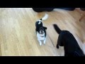 Giveaway Winner & Snoopy Spaz Video!!