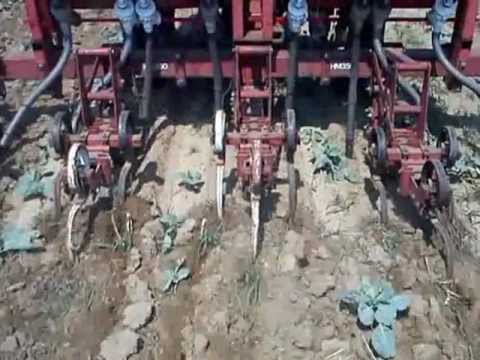 how to fertilize cabbage