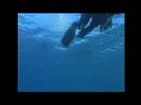 Layang Layang devil rays