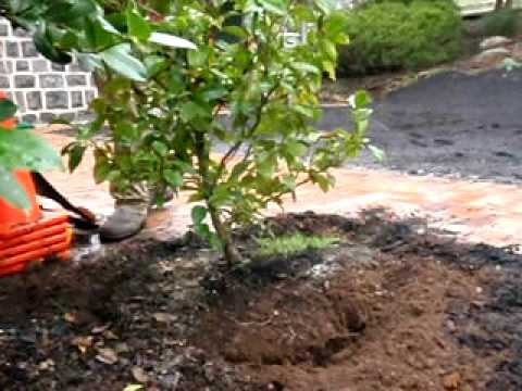 how to replant hedges