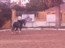 ENVIDIOSO AMM 1 ENVIDIOSO AMM 1